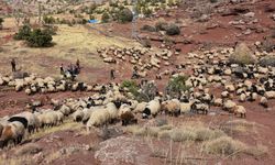 Şırnak’ta 342 Bin Küçükbaş Hayvan Sağlık Taramasından Geçti