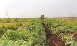 Şırnak'ta yer fıstığı hasadı yapıldı