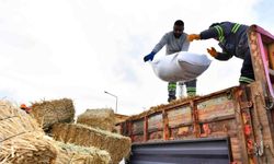 Ankara'da manda yetiştiricilerine yem ve arpa desteği