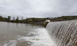 Adıyaman'da akıntıya karşı yüzen balıklar dikkat çekti