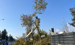 Adıyaman'da Ağaç Budama Çalışmaları Sürüyor