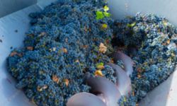 Adıyaman'da üzüm sıkma makinesi desteği başvuruları başladı