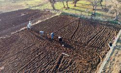 Batman'da tescilli mehina sarımsağı ekimi başladı