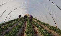 'Çilek yetişmez' denilen topraklarda üretimini 60 dekara çıkardı