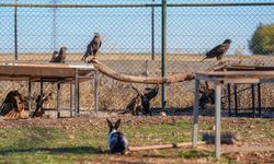Diyarbakır'daki merkez yaban hayvanlarına yuva oluyor