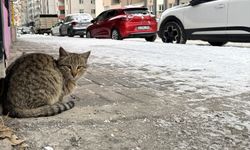 Doğu Anadolu'da 5 ilde soğuk hava etkili oluyor