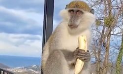 Kaçan maymun balkonda yakalandı