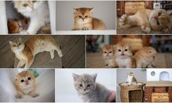 Kedilerin Davranışları Sahibinin Cinsiyetine Bağlıymış!