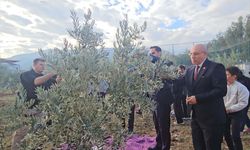 Şehitler için dikilen zeytin fidanlarının geliri TSK Güçlendirme Vakfı'na bağışlandı