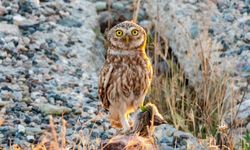 Sessiz Avcı Kukuma Baykuşu Adıyaman'da görüntülendi