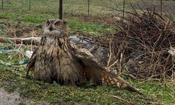 Şırnak'ta bulunan yaralı baykuş tedavi altına alındı