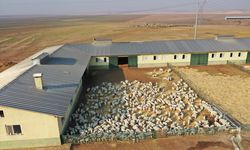 Ceylanpınar çiftliğinde 60 bin kuzu dünyaya geldi