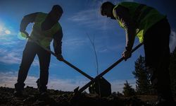 Uludağ eteklerindeki bal ormanı arıcıları bekliyor