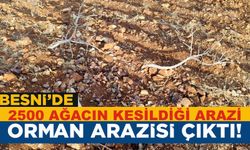 Orman Arazisine İzinsiz Dikilen 2.500 Ağaç Katledildi