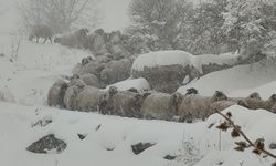 Vanlı Çoban ve 800 Küçükbaş Besni’de Operasyonla Kurtarıldı