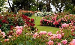 Yılbaşı hareketliliği çiçek sektörünü canlandırdı