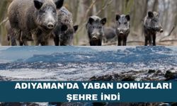 Adıyaman'da aç kalan domuzlar şehre indi