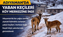 Adıyaman’da Yaban Keçileri Köy Merkezine İndi