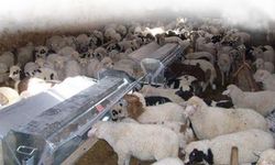 Adıyaman'da Hayvancılığa Destek