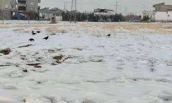 Adıyaman'da kargaların yiyecek arayışı görüntülendi