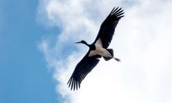 Adıyaman'da kış ortasında kara leylek görüntülendi