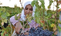 Adıyaman’da Modern Bağcılık Projesi İçin Başvurular Başladı