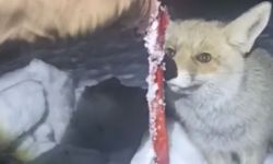 Adıyaman’da Duyarlı Davranış: Aç Kalan Tilkiyi Besledi