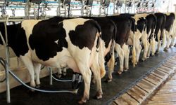 Adıyaman'da Süt Sağım Hijyeni Projesi Başvuruları Başladı