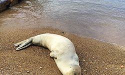 Kıyıya vuran Akdeniz foku yeniden denizle buluşturuldu