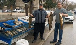 Araban'da soğuk havayla birlikte Fırat balığına talep arttı