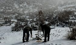 Batman'da yaban hayvanları için doğaya yem bırakıldı
