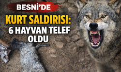 Besni'de Kurt Saldırısı: 6 Hayvan Telef Oldu