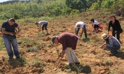 ÇEKÜL, 2025’te 116 Bin Fidan Dikti!