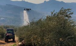 Derik’te Zeytin Dal Kanserine Karşı İlaçlama