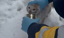 Başı konserve kutusuna sıkışan kediyi sağlıkçılar kurtardı