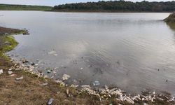 Varan Göleti’nde Yosun Patlaması: Balıklar Kıyıya Vurdu