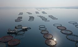 Fırat Nehri'nde balık üretip ihraç ediyorlar