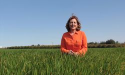 Susuzluk buğday verimini tehdit ediyor!