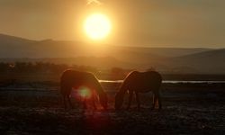 Hürmetçi'deki Yılkı Atları Gün Batımında Görüntülendi