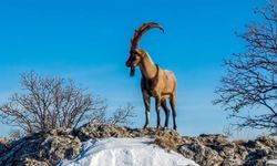 Kar Adıyaman'da kartpostallık manzaralar ortaya çıkardı