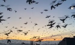 Kuşların dansı gün batımı ile görüntülendi