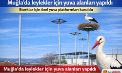 Muğla'da leylekler için yuva alanları yapıldı