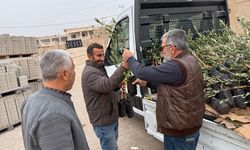 Mardin'de 800 zeytin fidanı dağıtıldı