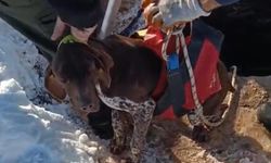 Mardin'de kuyuya düşen köpek kurtarıldı