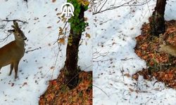 Ormanda beslenen Karacalar dronla görüntülendi