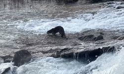 Uludere'de su samuru görüntülendi