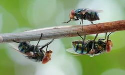 Veteriner Hekim'den Larva Uyarısı!