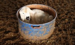 Depremzede besici, devlet desteğiyle sürüsünü büyüttü