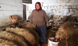 6 ŞUBAT DEPREMLERİNİN ÜÇÜNCÜ YILI - Depremzede besiciler devlet desteğiyle hayvancılığı sürdürüyor