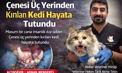 Çenesi Üç Yerinden Kırılan Kedi Hayata Tutundu